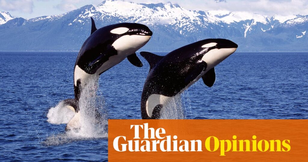 I was a big orca fan – but their skincare regime is giving me the ick | Emma Beddington