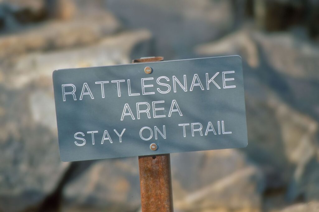 This Teen 'Felt a Prick' On a Fishing Trip Only to Discover a Rattlesnake Bite