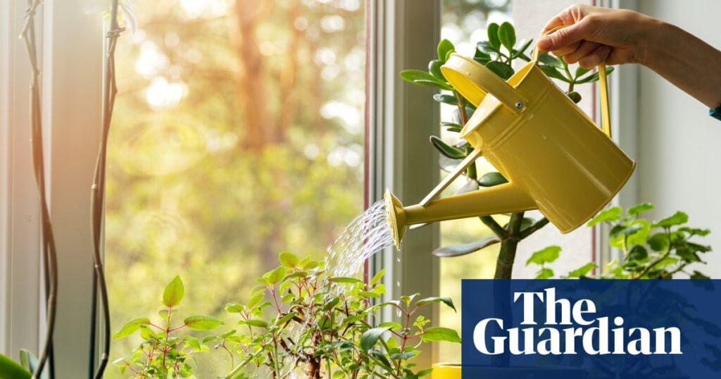 14 ways to keep your houseplants alive while you’re on holiday (and how to revive them when you get back) | Houseplants