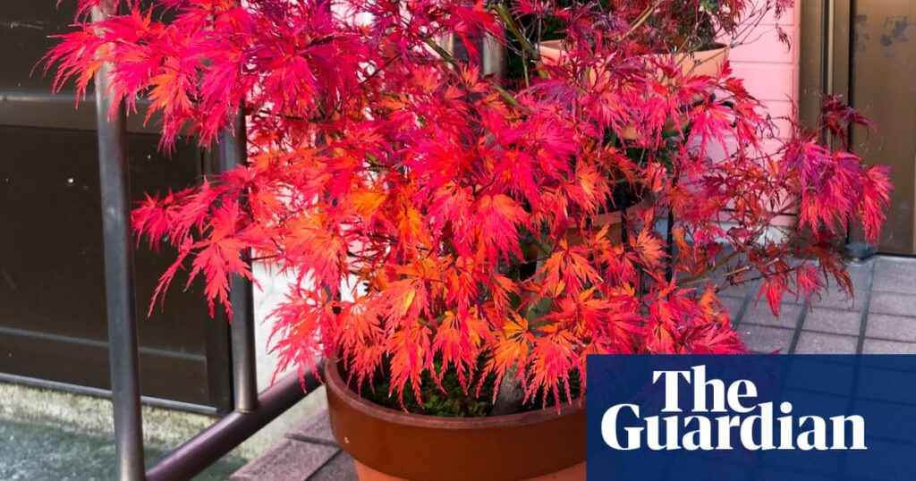Do you have plants in your garden? You may have grown a thieves’ paradise | Gardens