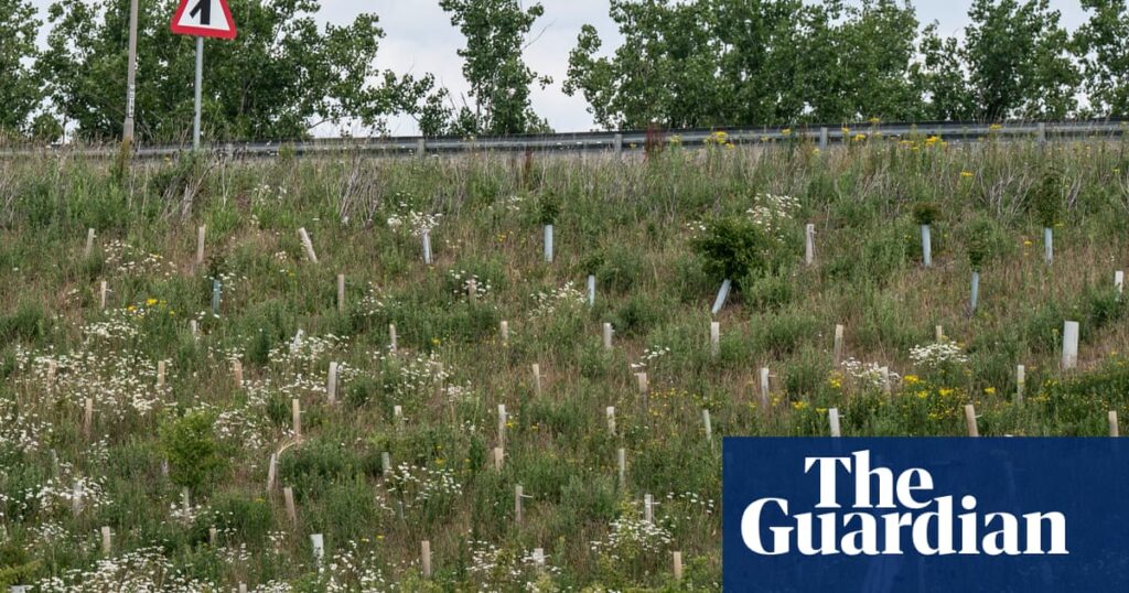 How a £1.5bn ‘wildlife-boosting’ bypass became an environmental disaster | Environment