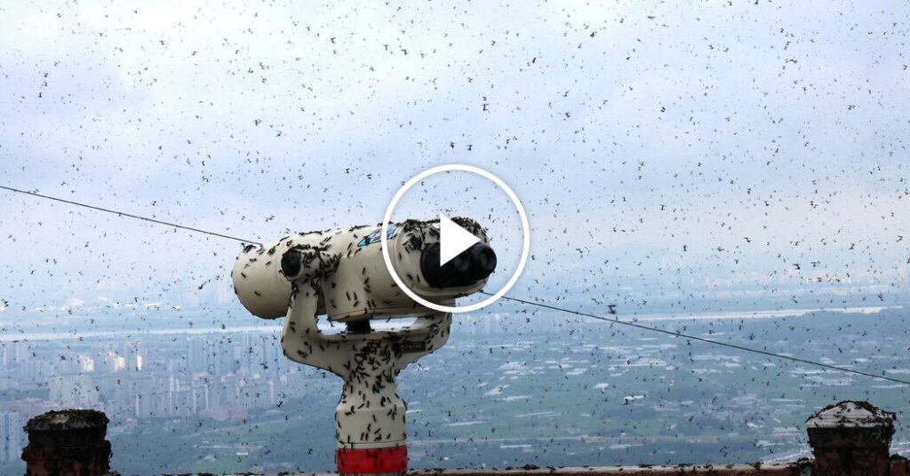 Lovebugs Swarm South Korea