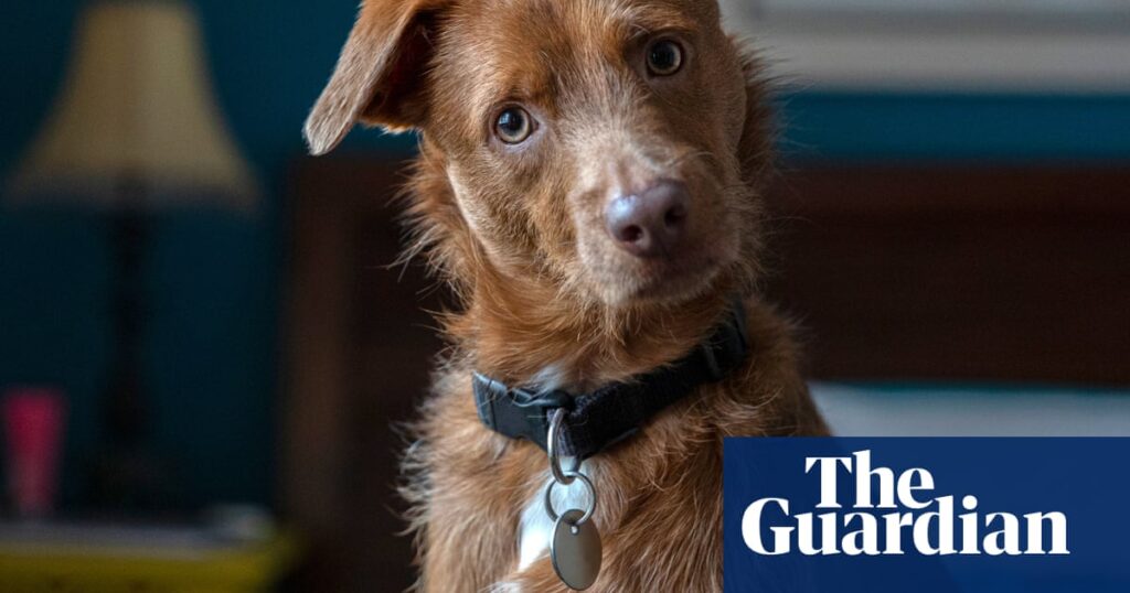 New research centre to explore how AI can help humans ‘speak’ with pets | Animals