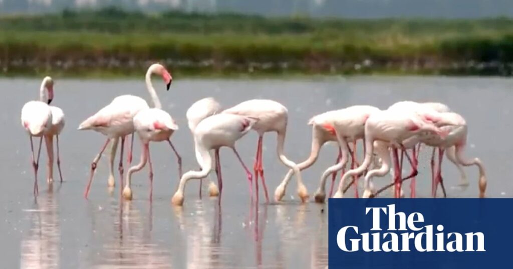 Risotto rice under threat from flamingoes in north-eastern Italy | Farming