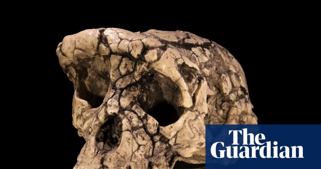 The curse of Toumaï: an ancient skull, a disputed femur and a bitter feud over humanity’s origins – podcast | Fossils