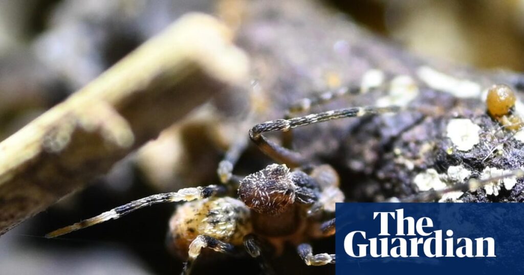 This Jurassic-era relic has survived 150 million years on Earth – now it’s one big fire from extinction | Kangaroo Island