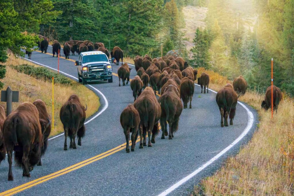 This Scenic Drive in the U.S. Is Called the 'Serengeti of North America' for Its Abundant Wildlife Sightings