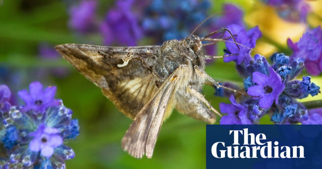 ‘Tiny melodies’: musician uses moths’ flight data to compose piece about their decline | Insects