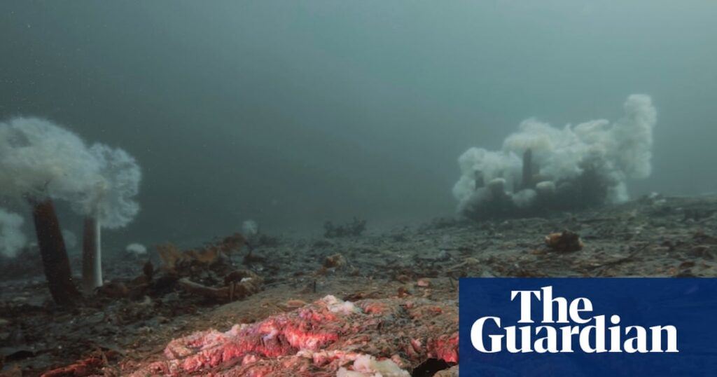 A decade long mystery - why were billions of starfish turned to goo? | Science