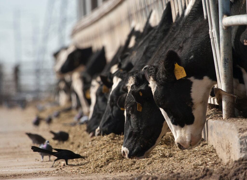 Bird Flu Could Be Spreading through the Air on Dairy Farms, Preliminary Study Shows