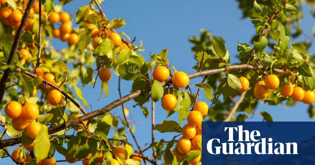 Don’t wait! Prune your stone-fruit tree now, and ensure a healthy winter | Gardening advice