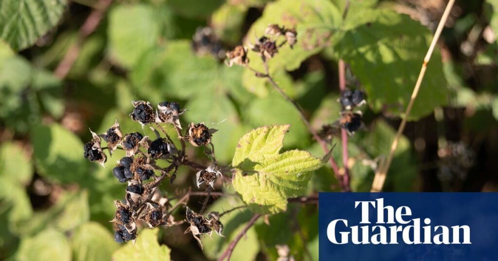 Early ripening of berries in UK shows nature is under stress, say experts | UK weather