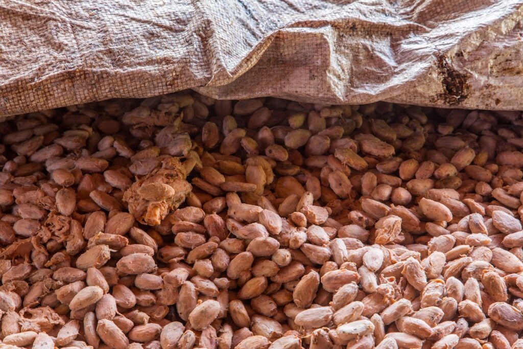 Laboratory Microbes Put Chocolate Flavors under Scientists’ Control