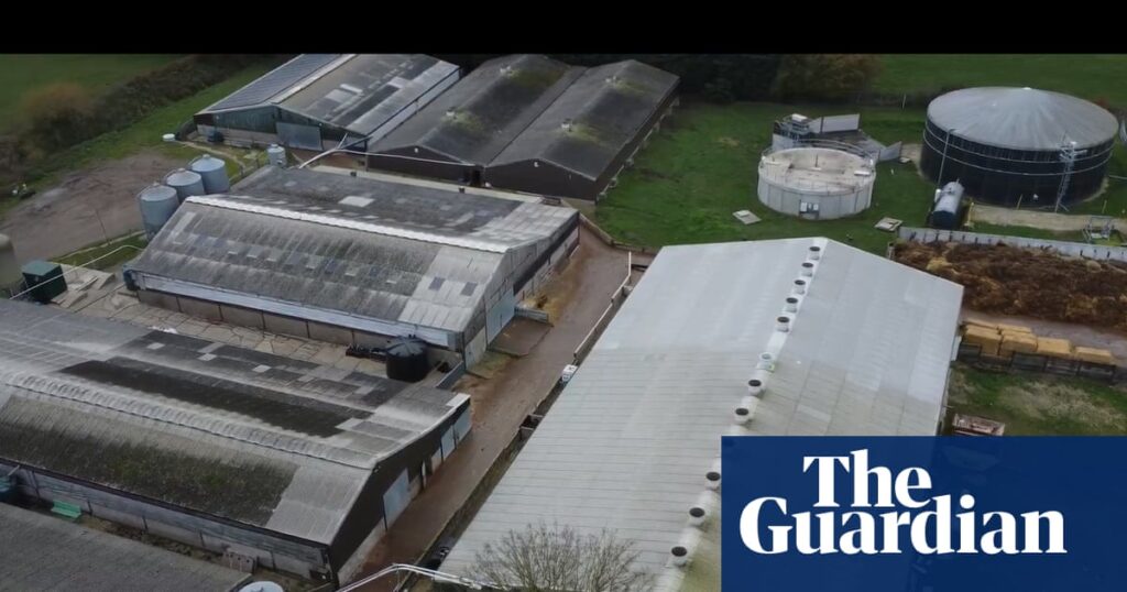 Supermarkets suspend supplies from Lincolnshire pig farm over animal abuse footage | Animal welfare