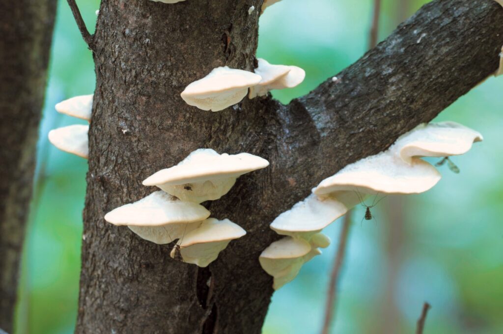 This Mushroom’s Incredibly Bitter Taste Is New to Science