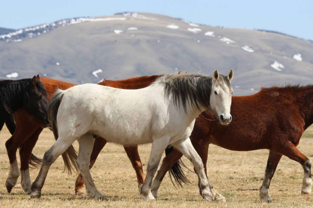 This Remote Wild Horse Sanctuary in the U.S. Is the Only One of Its Kind in the World—and You Can Stay the Night