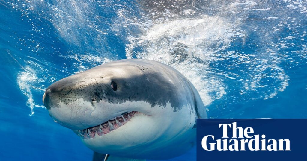 Toothless sharks? Ocean acidification could erode predator’s vital weapon, study finds | Ocean acidification