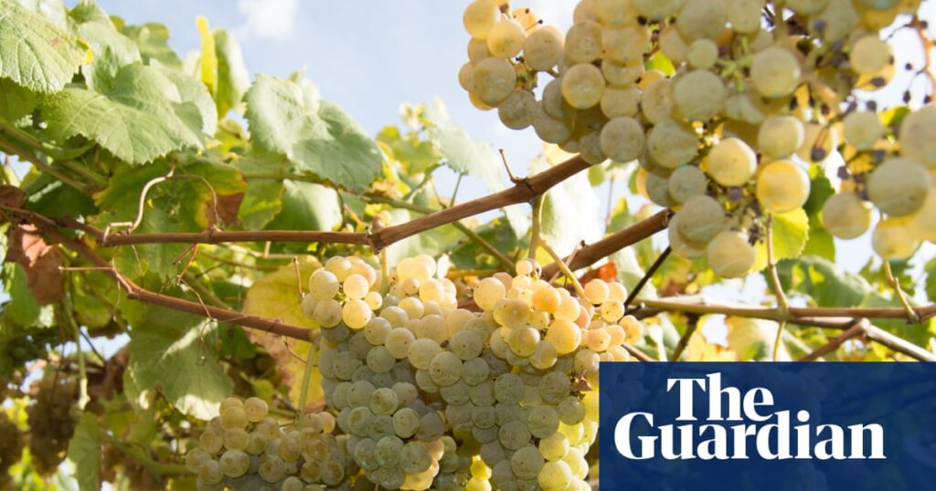 What to drink with seafood? Albariño is its natural companion | Wine