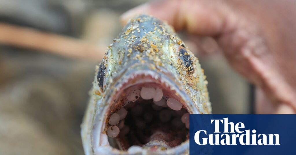 Why can’t the world get its act together on plastics? – podcast